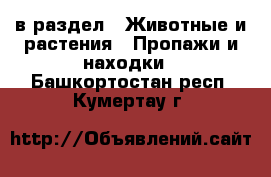  в раздел : Животные и растения » Пропажи и находки . Башкортостан респ.,Кумертау г.